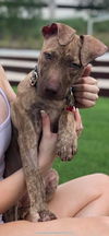 Zoey