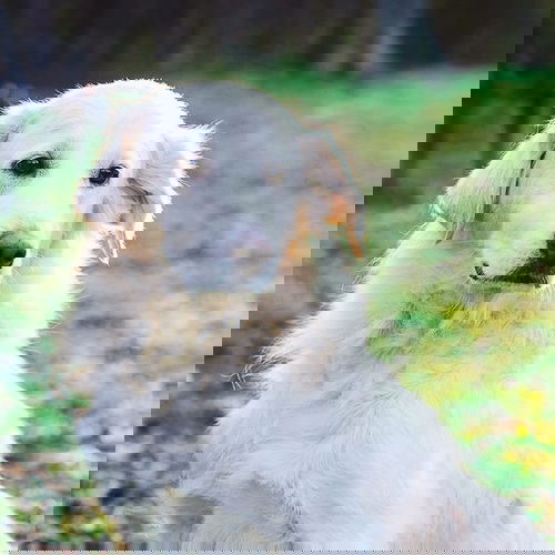 Cream Cheese