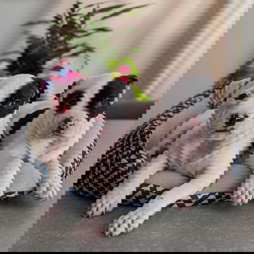 Artie
