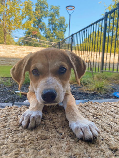 Cinnamon