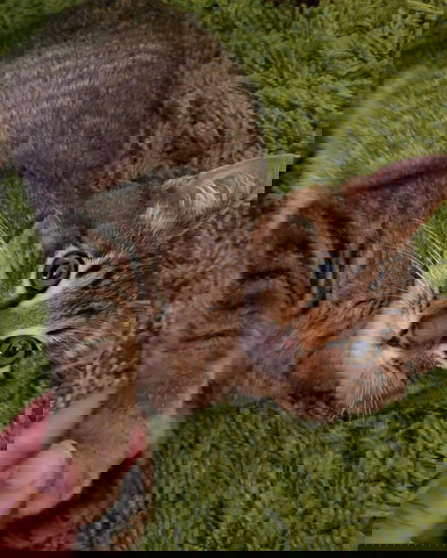 Pat The Kat
