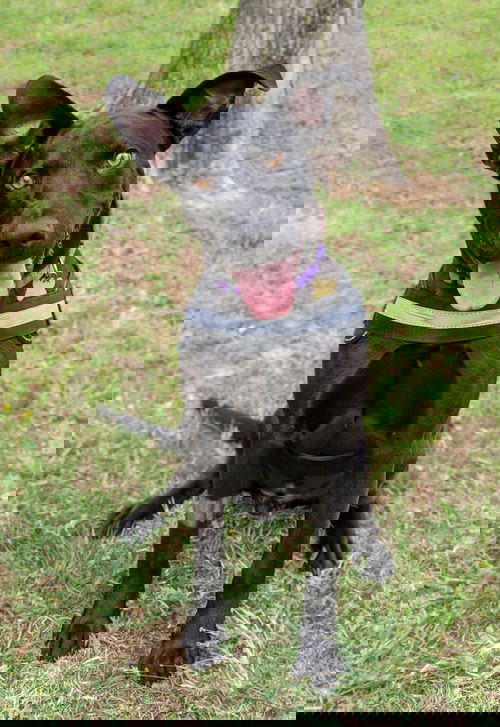 Patrick
