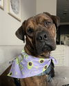 Bruno
