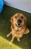 Buddy