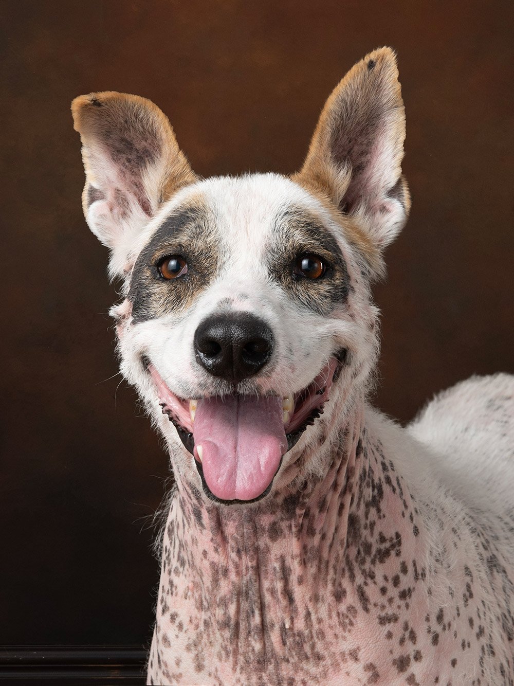 adoptable Dog in Flower Mound, TX named Ella2