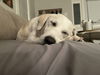 Betty