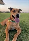 adoptable Dog in flower mound, TX named Havi