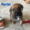 Porter