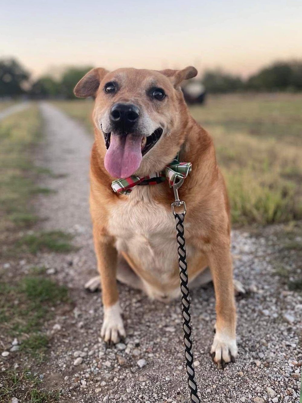 adoptable Dog in Flower Mound, TX named Jaxon