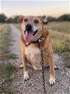 adoptable Dog in flower mound, TX named Jaxon