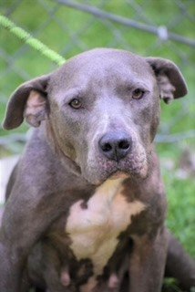 adoptable Dog in Norwalk, CT named Diamond Sweet Gentle Soul It's Her Time!