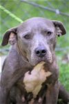 adoptable Dog in norwalk, CT named Diamond Sweet Gentle Soul It