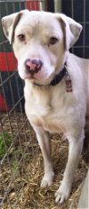 adoptable Dog in norwalk, CT named Sammy Shy Sweetie Pie Best Friend is Bruce 2 for 1