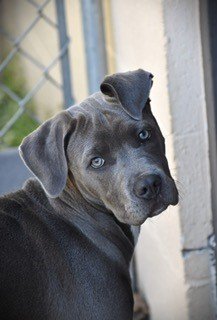 adoptable Dog in Norwalk, CT named Sophie Gorgeous Little 5 Month Old Blue Girl