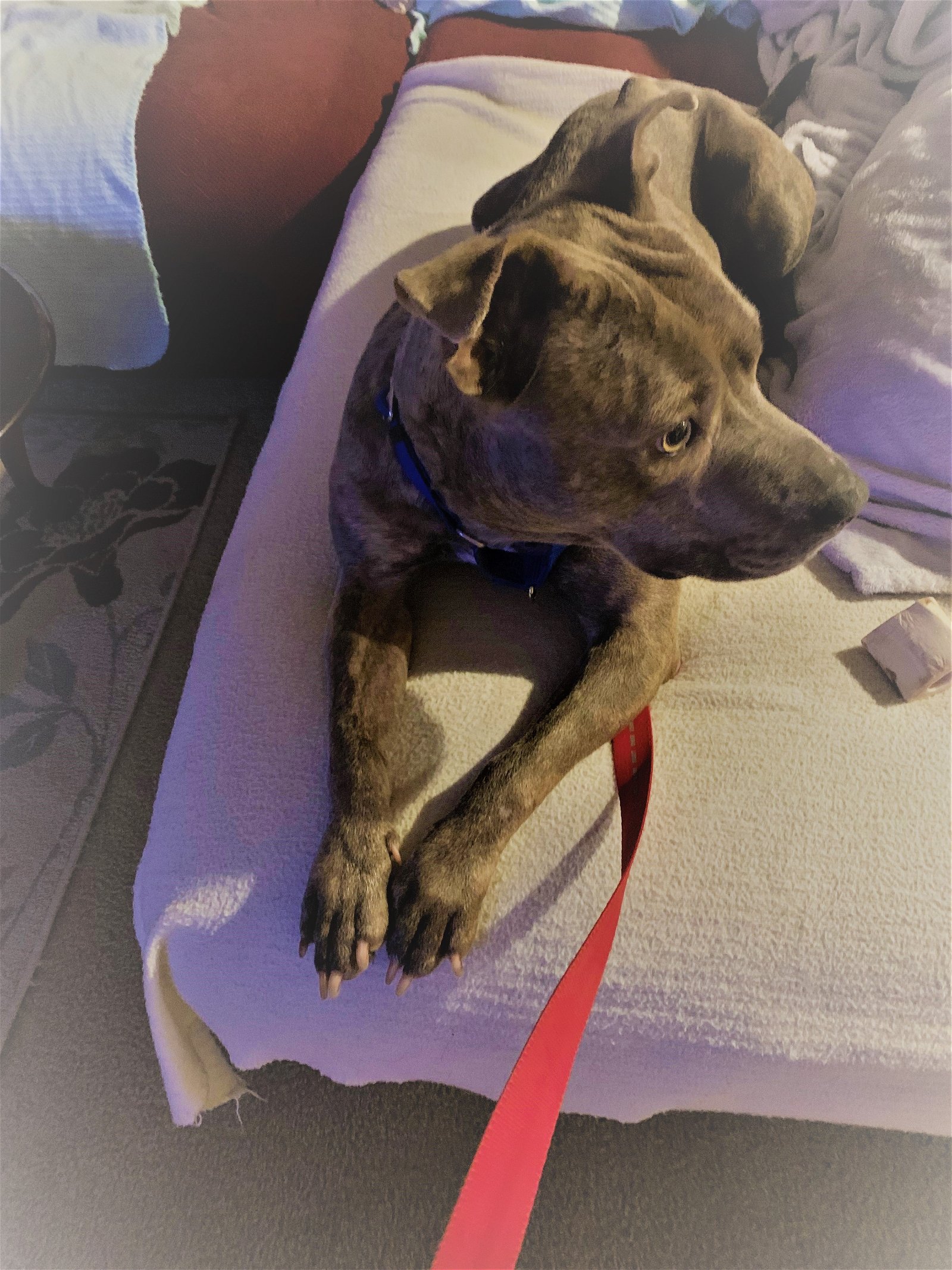 adoptable Dog in Norwalk, CT named Doja Sweet Gentle Loving Companion
