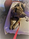 adoptable Dog in norwalk, CT named Doja Sweet Gentle Loving Companion