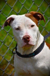 adoptable Dog in Norwalk, CT named Valerie Sweetie Pie 1 year old 42 pds Kill Shelter