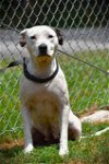 adoptable Dog in norwalk, CT named Orchid Happy Athletic Loves Doggies Kill Shelter