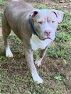 adoptable Dog in norwalk, CT named Titus Mr. Unflapable One!