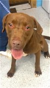 adoptable Dog in norwalk, CT named Lawrence The Happy Go Lucky Fella