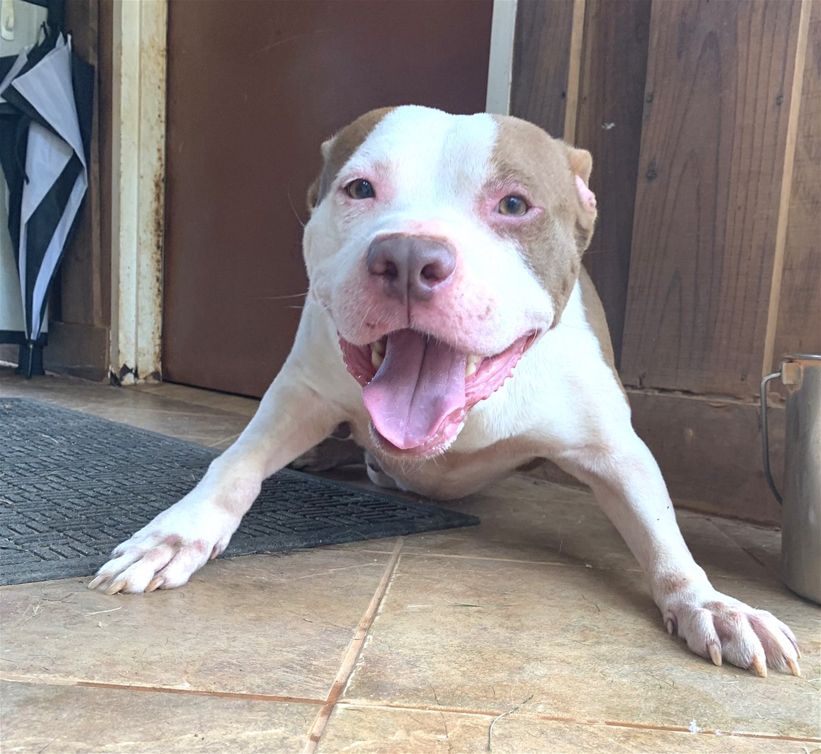 adoptable Dog in Norwalk, CT named Butter Adorable Bully Boy