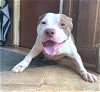 adoptable Dog in  named Butter Adorable Bully Boy
