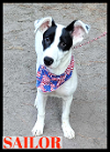 adoptable Dog in , CT named Sailor Athetic Funny Goofball loves to FETCH
