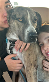adoptable Dog in norwalk, CT named Max Loves Women Children Dogs Great Watch Dog