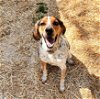 adoptable Dog in , CT named Hunter Blue Tick Hound in Foster