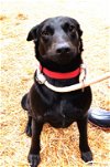 adoptable Dog in norwalk, CT named Ebony Jack Russel/Lab Mix 6 months old