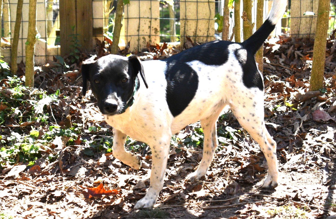 adoptable Dog in Norwalk, CT named Star Female Jack Russel Mix