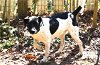 adoptable Dog in , CT named Star Female Jack Russel Mix