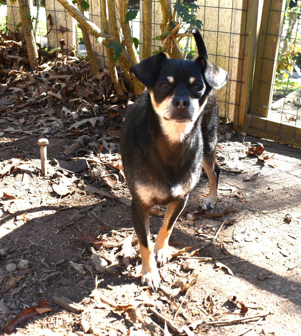 dog-for-adoption-midnight-4-year-old-chihuahua-lovely-dog-friendly-a