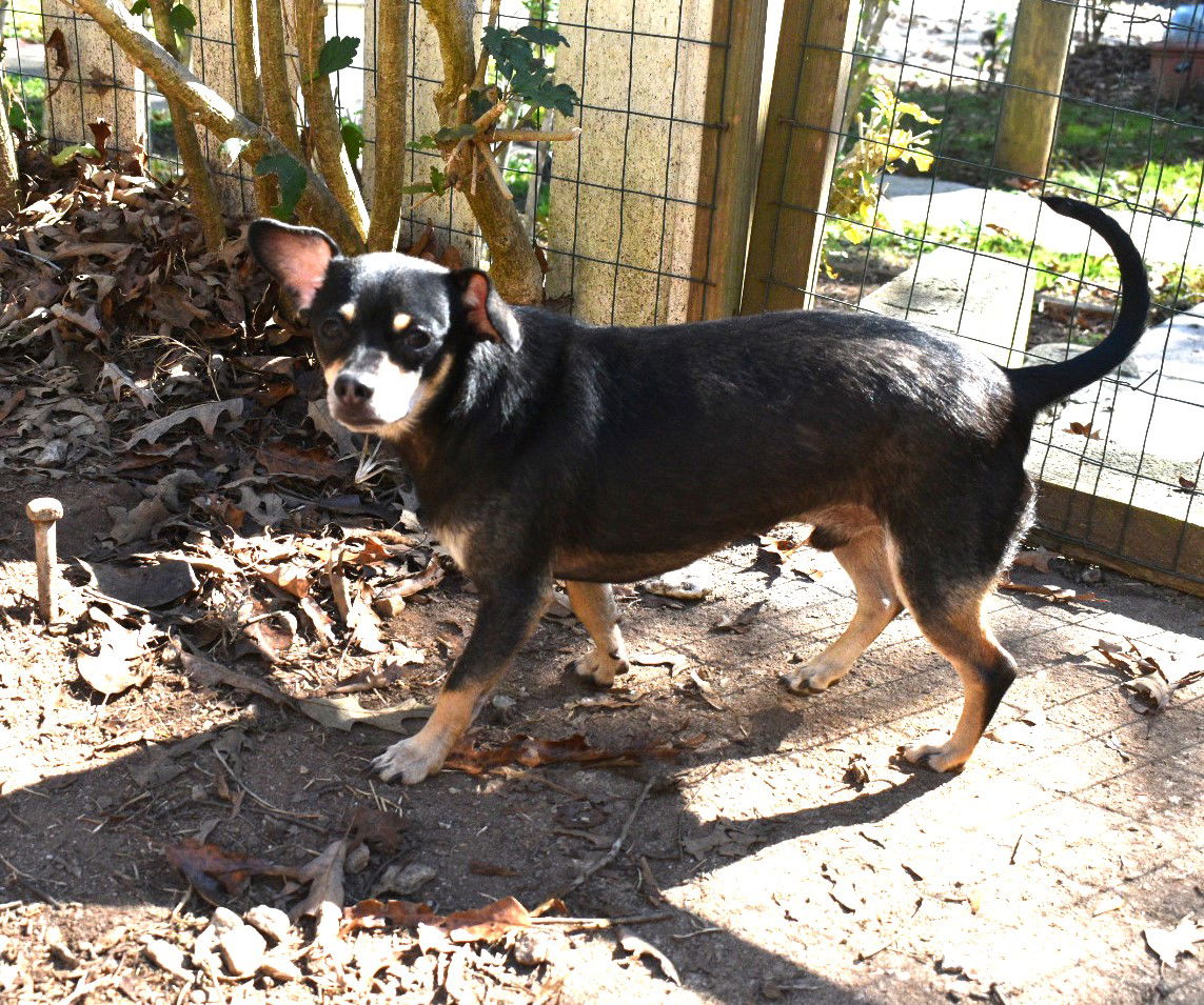 dog-for-adoption-midnight-4-year-old-chihuahua-lovely-dog-friendly-a