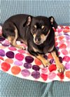 adoptable Dog in  named MIdnight 4 Year Old Chihuahua Lovely dog Friendly
