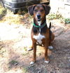 adoptable Dog in , CT named Cooper lived with Family and Dogs/Cats/Kids