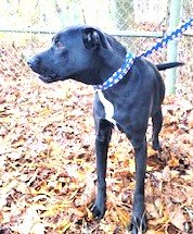 adoptable Dog in Norwalk, CT named Jarvis Well Behaved Turn Key Lab Mix