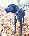 adoptable Dog in , CT named Jarvis Well Behaved Turn Key Lab Mix
