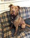 adoptable Dog in ct, CT named Alvin Cool and Well-behaved Boy