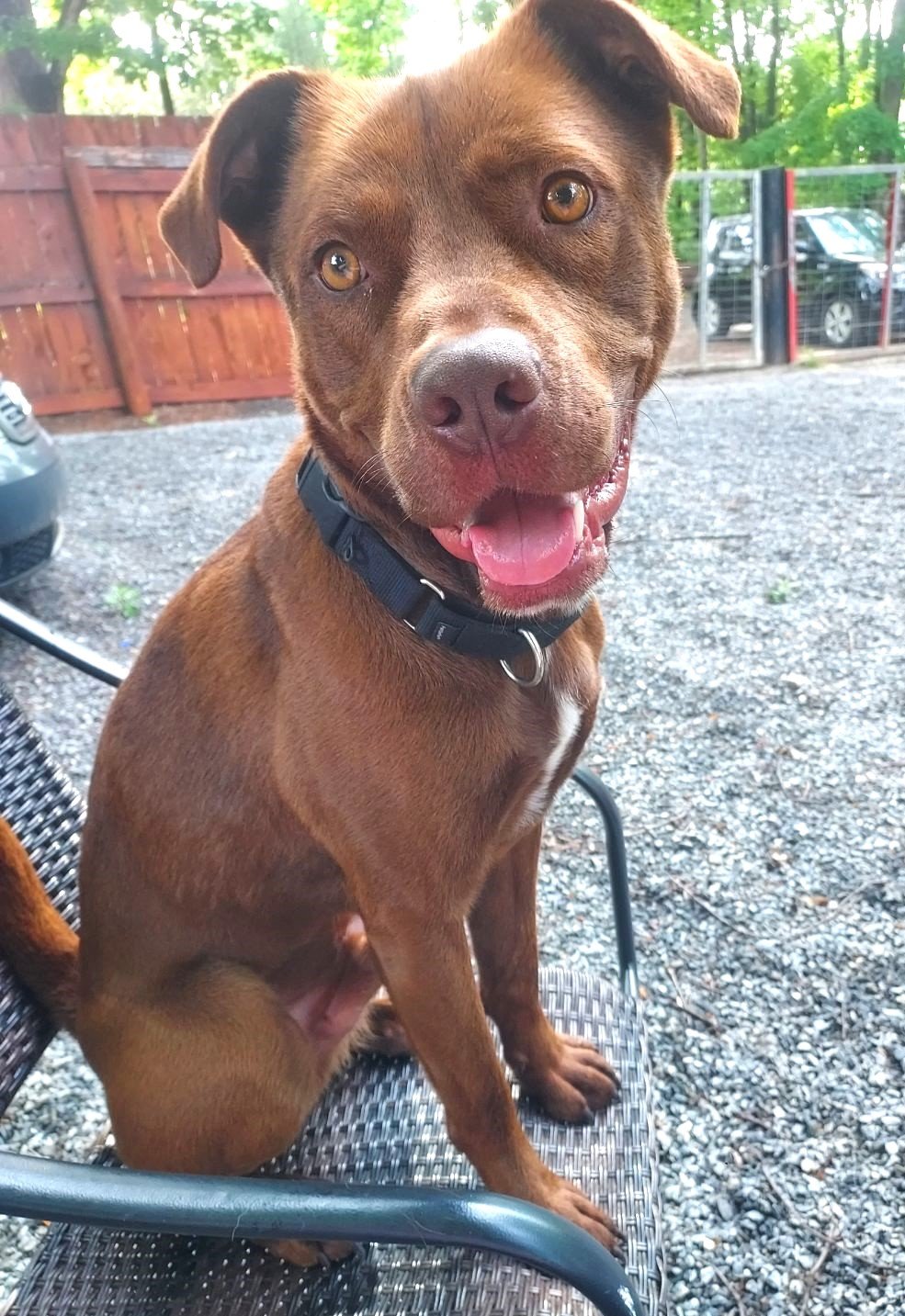 adoptable Dog in Norwalk, CT named Alvin Cool and Well-behaved Boy