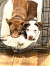 adoptable Dog in norwalk, CT named Sage & Sully Will Adopt Separately or Together