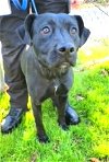 adoptable Dog in , CT named Roxy Gentle Lab Sweetie Pie