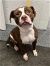 adoptable Dog in norwalk, CT named Tanga Adoreable Knucklehead!