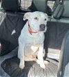 adoptable Dog in , CT named Oliver Gentle and Quiet Sweetheart