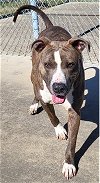 adoptable Dog in norwalk, CT named Mason Lost by Trucker Staff Favorite at Shelter