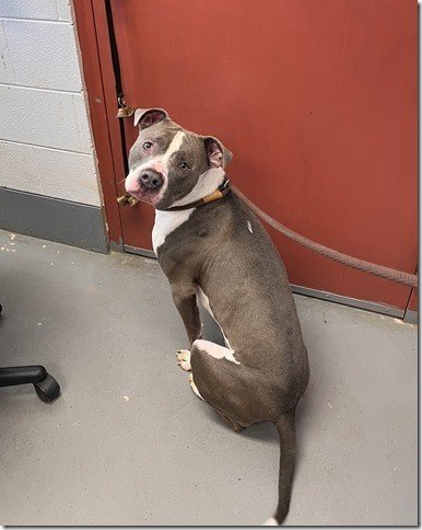 adoptable Dog in Norwalk, CT named Blaze in Kill Shelter dumped by owner