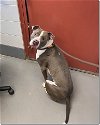 adoptable Dog in  named Blaze in Kill Shelter dumped by owner