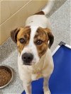 adoptable Dog in  named Remi  Sweetheart Baby Boy loves to lean against u