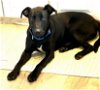 adoptable Dog in  named Sadie Beautiful  9 Months Old Lab Mix Pupppy