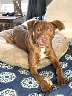 adoptable Dog in Norwalk, CT named Sage Adorable Gentile Confident Puppy